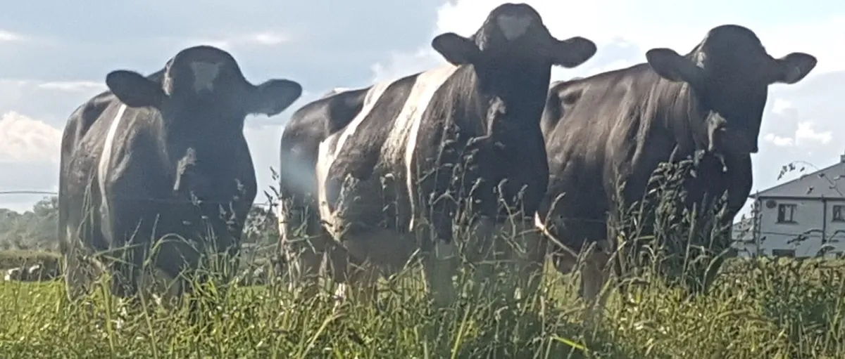 Barrowvale Pedigree Friesian Bulls - Image 1