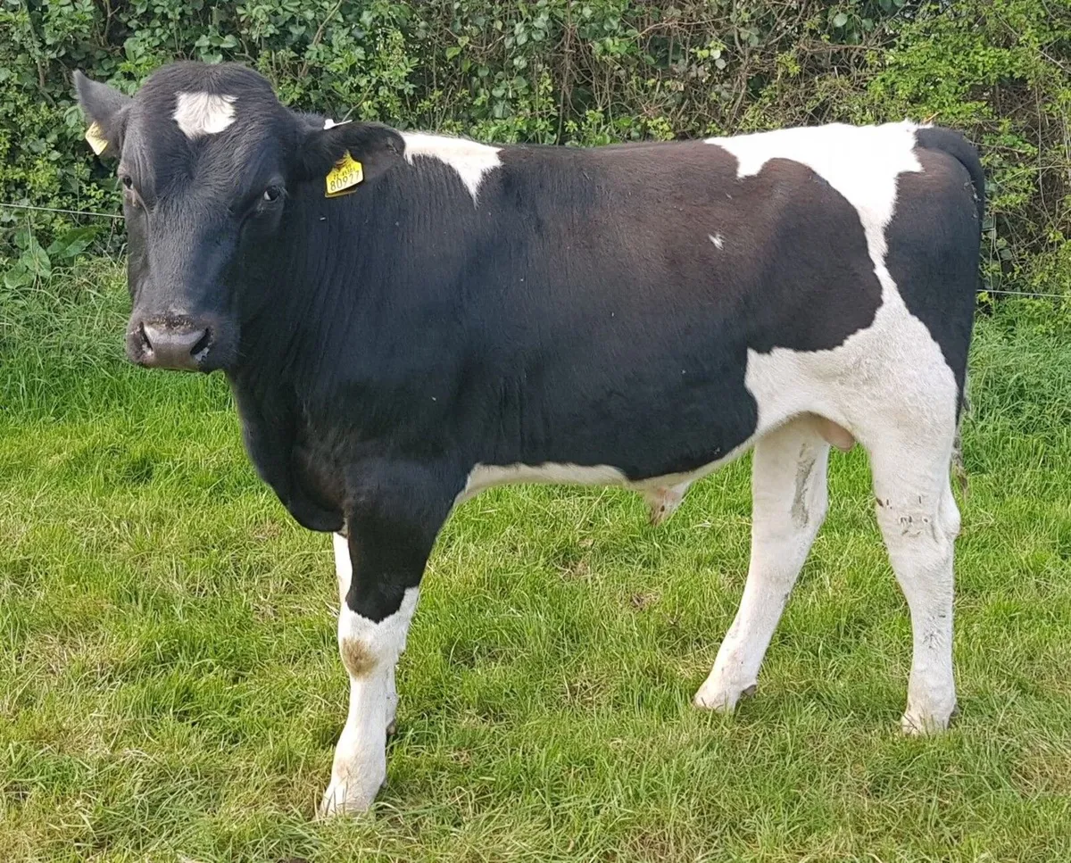 Barrowvale Pedigree Friesian Bulls - Image 3
