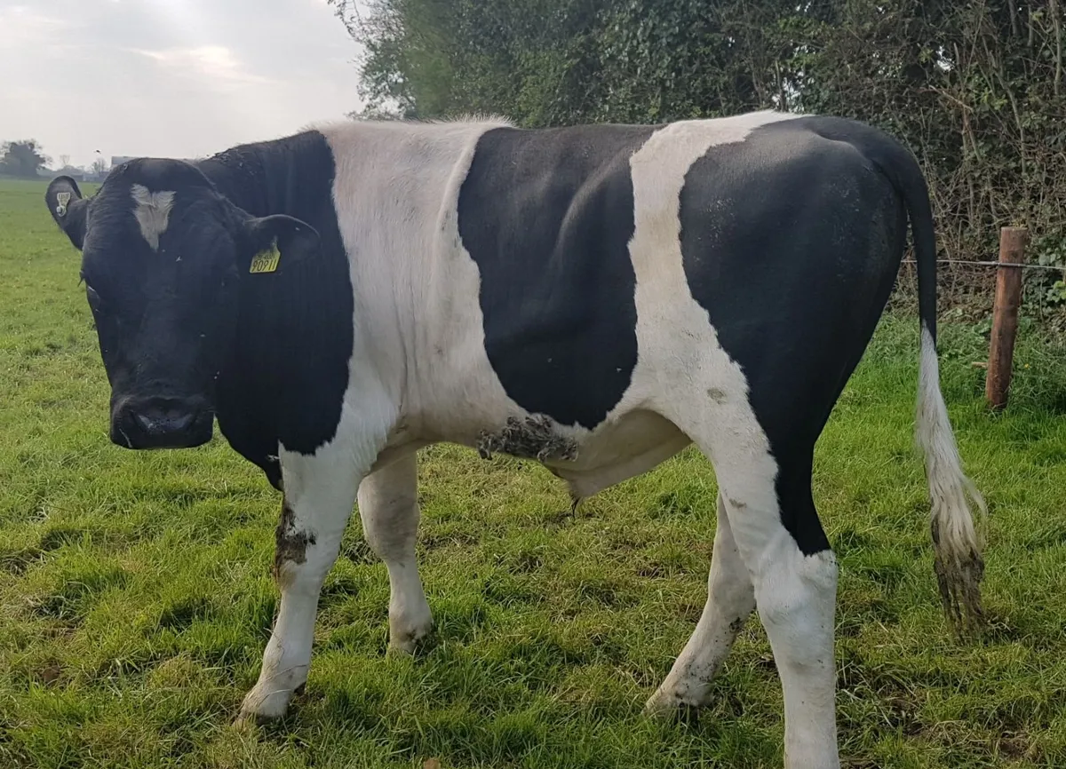 Barrowvale Pedigree Friesian Bulls - Image 4