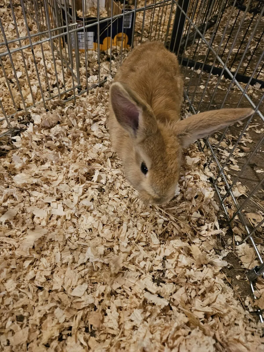 Bunny rabbit - Image 1