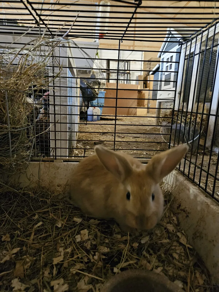 Bunny rabbit - Image 3