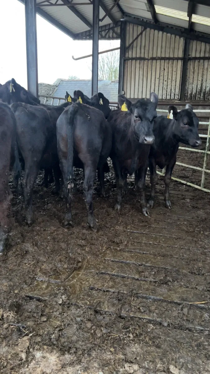 Angus Heifers 300kg - Image 3
