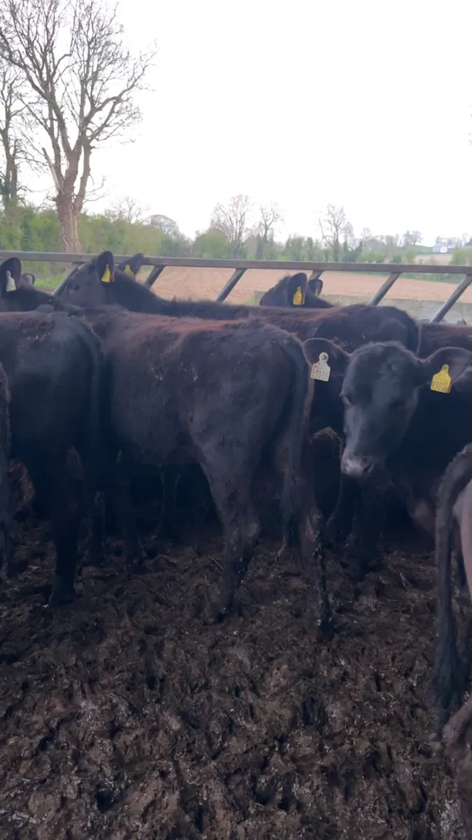 Angus Heifers 300kg - Image 4