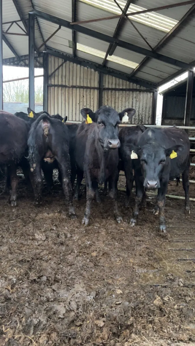 Angus Heifers 300kg - Image 1