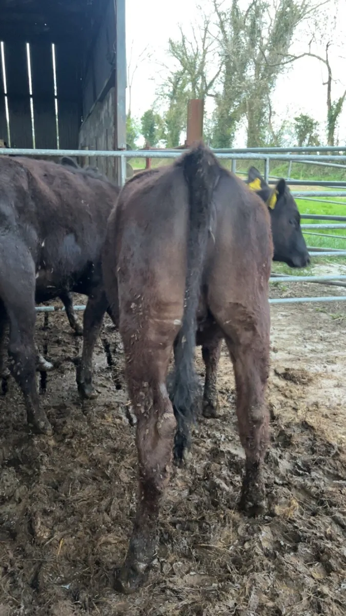 Angus Heifers 300kg - Image 2