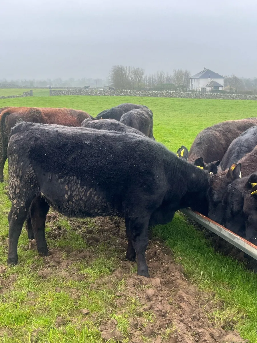 Angus Heifers - Image 2