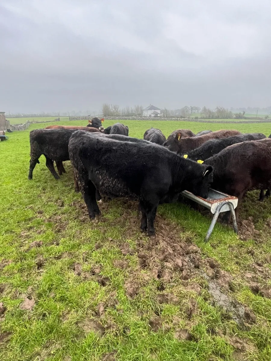 Angus Heifers - Image 3