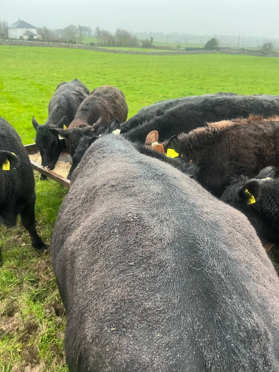 Angus Heifers - Image 4