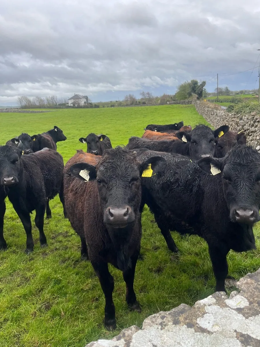 Angus Heifers - Image 1