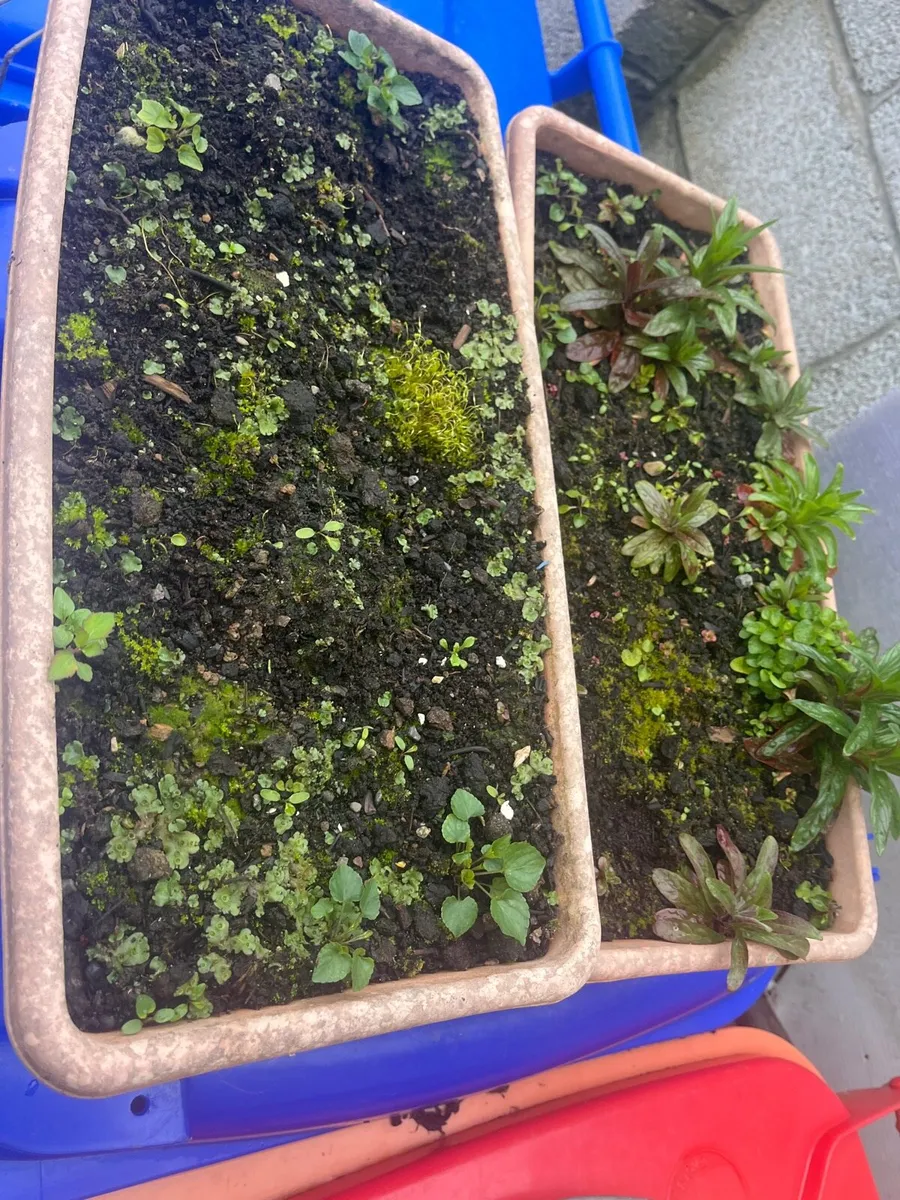 Two pots with soil - Image 2