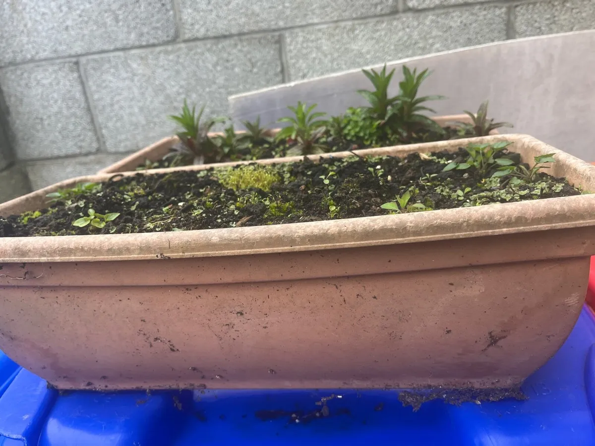 Two pots with soil - Image 3