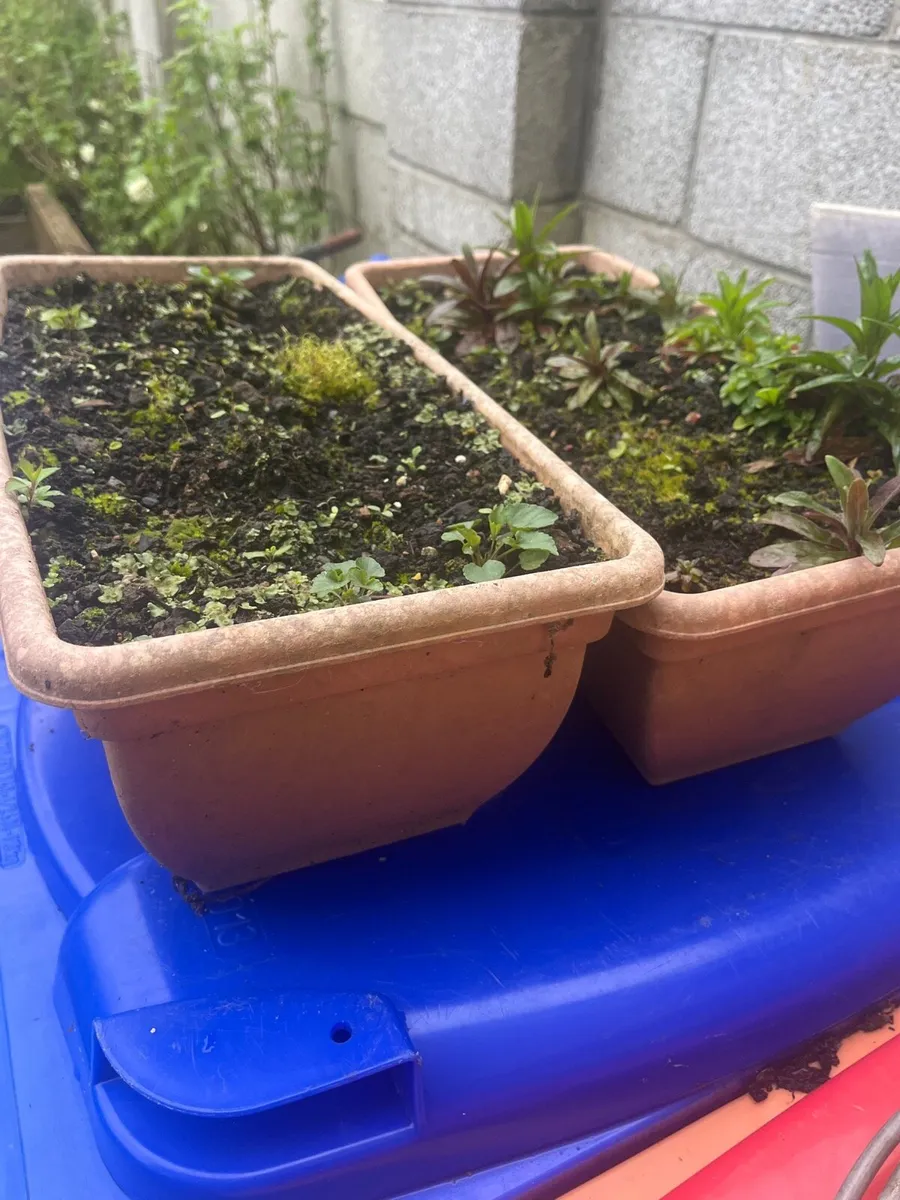 Two pots with soil - Image 1