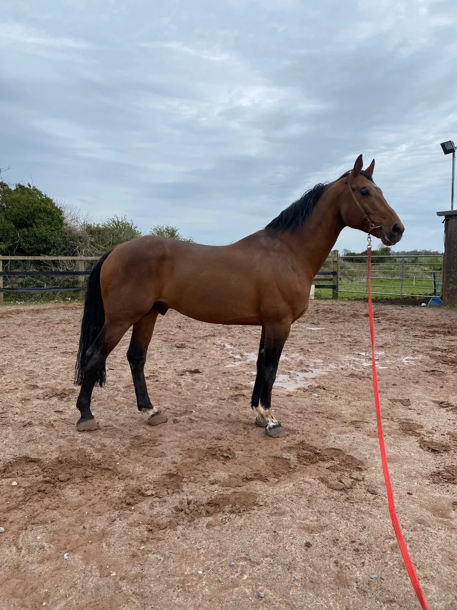 Stallion at stud - Image 1