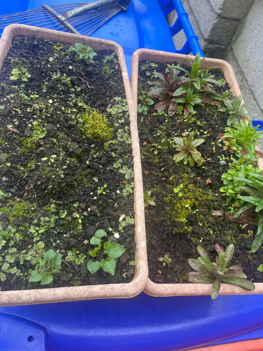 Two pots with soil - Image 4