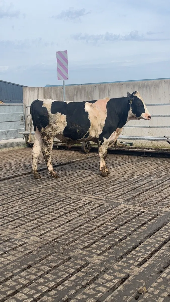 Purebred Holstein Friesian bull - Image 1