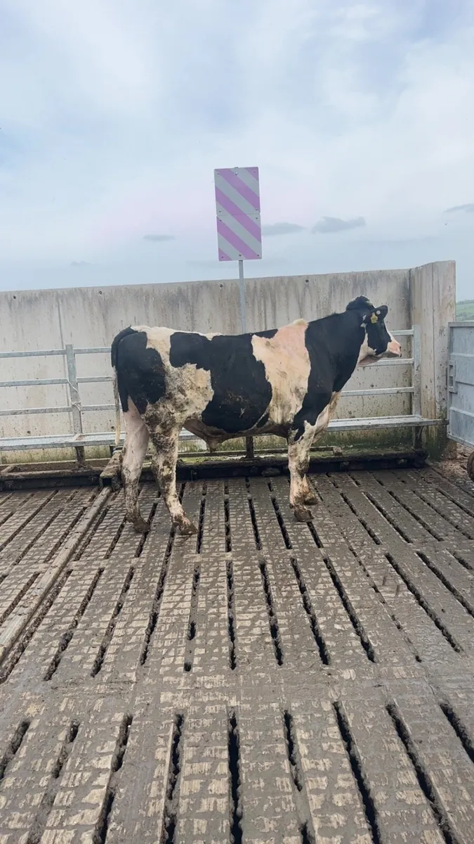 Purebred Holstein Friesian bull - Image 2