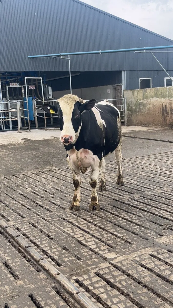 Purebred Holstein Friesian bull - Image 3