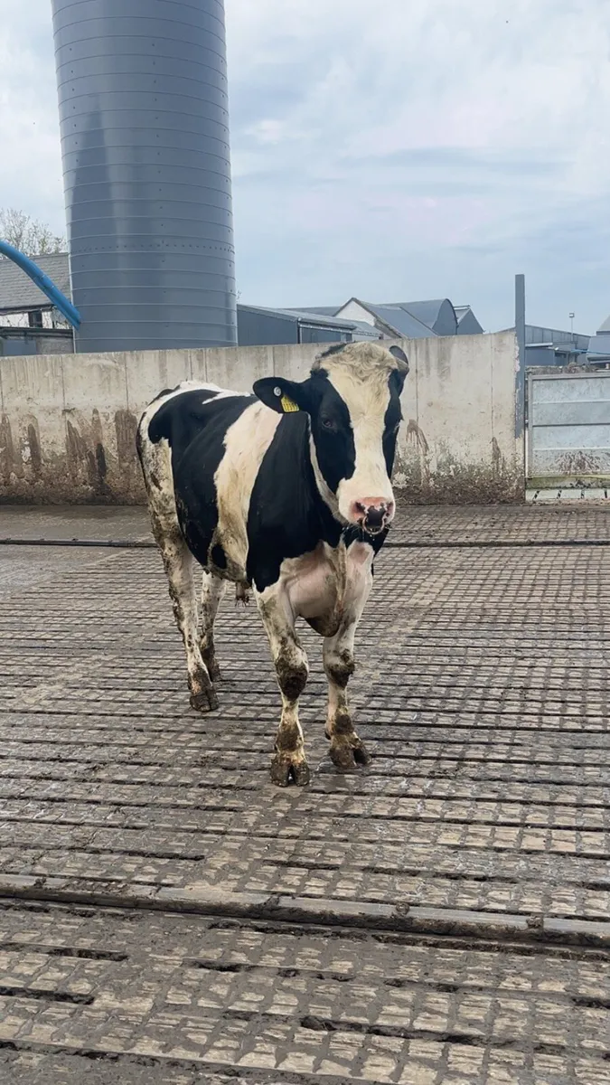Purebred Holstein Friesian bull - Image 4