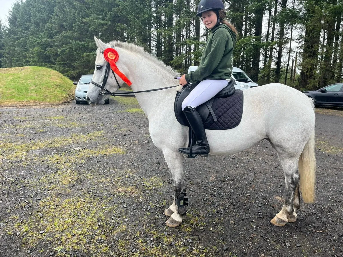 Connemara pony - Image 1