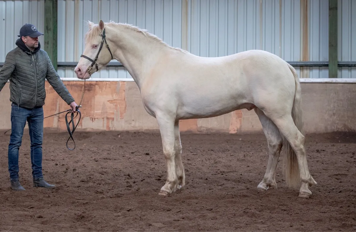 Class One Connemara at Stud - Image 1