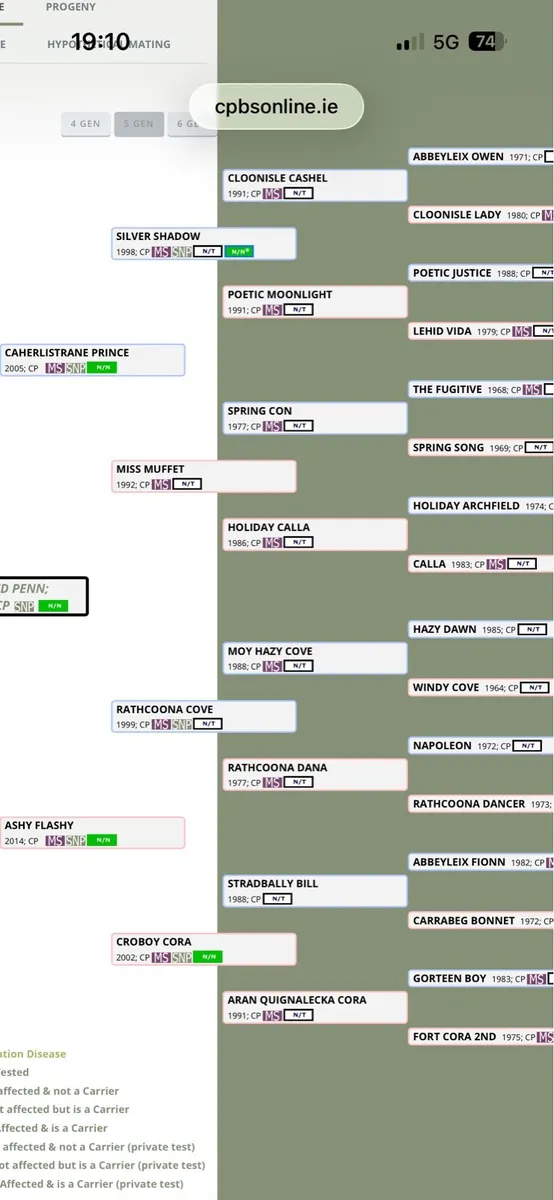 Class One Connemara at Stud - Image 2