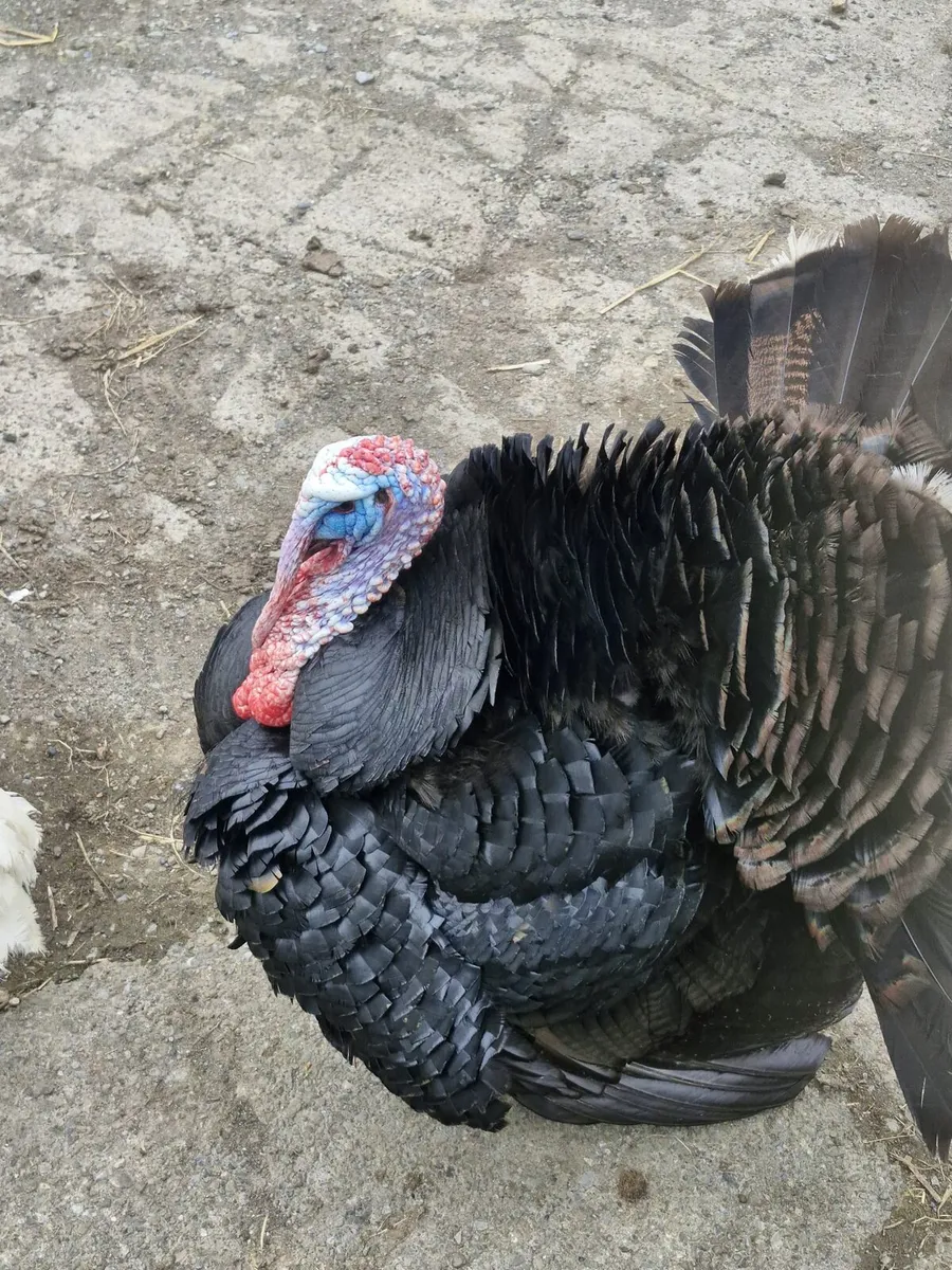 Turkeys - Image 3