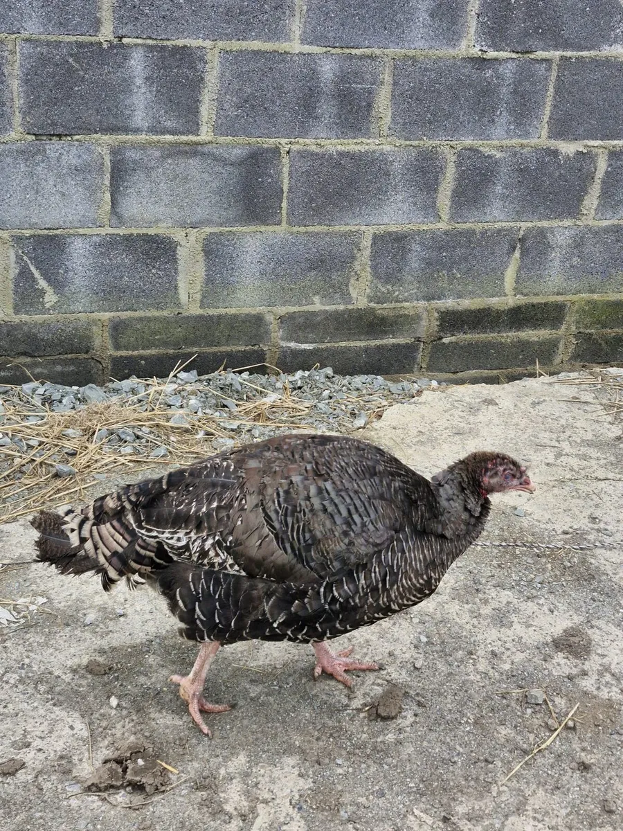 Turkeys - Image 2