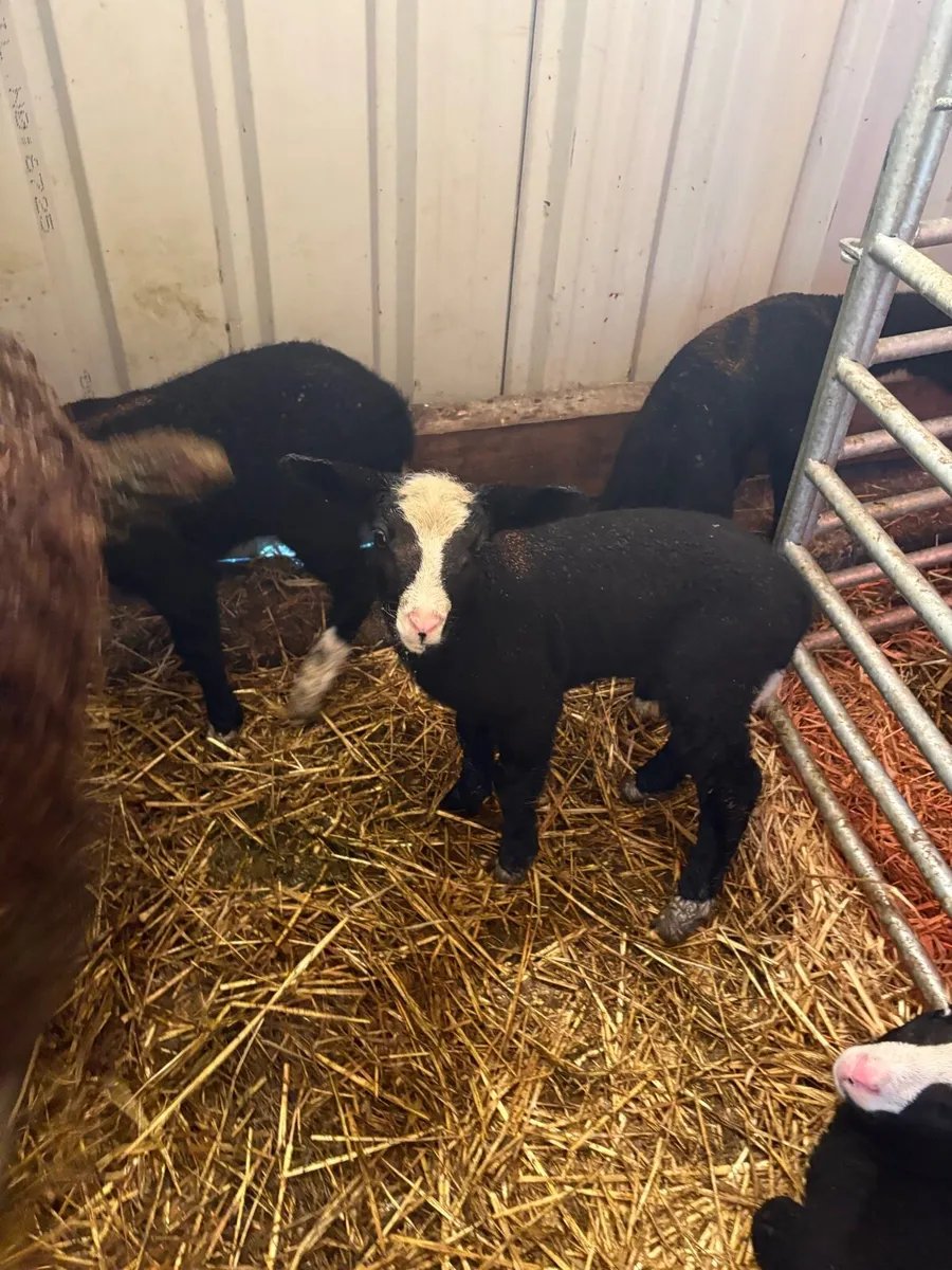 Zwartble lamb - Image 2