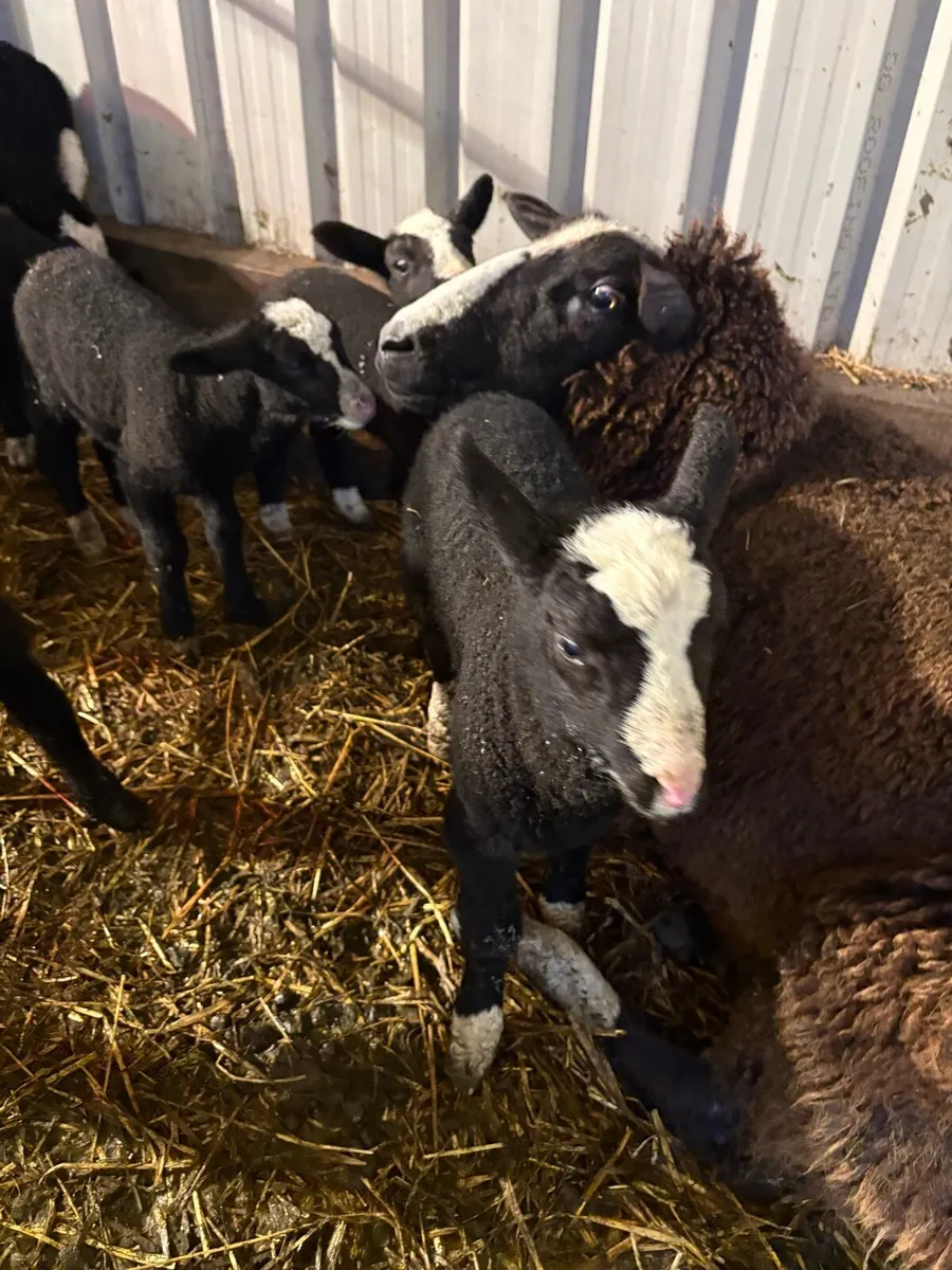 Zwartble lamb - Image 3