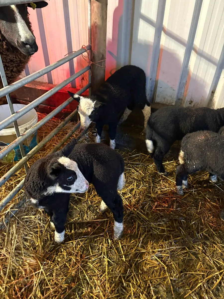 Zwartble lamb - Image 4