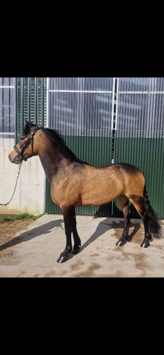 Connemara ponys - Image 1