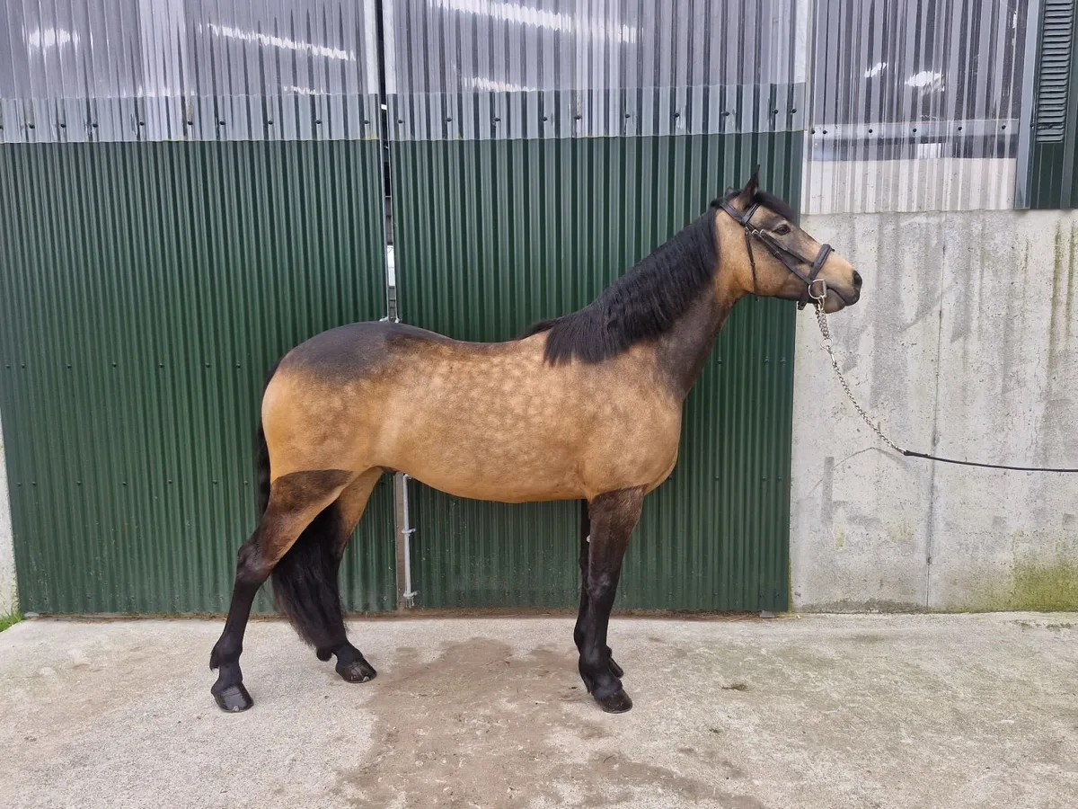 Connemara ponys - Image 2