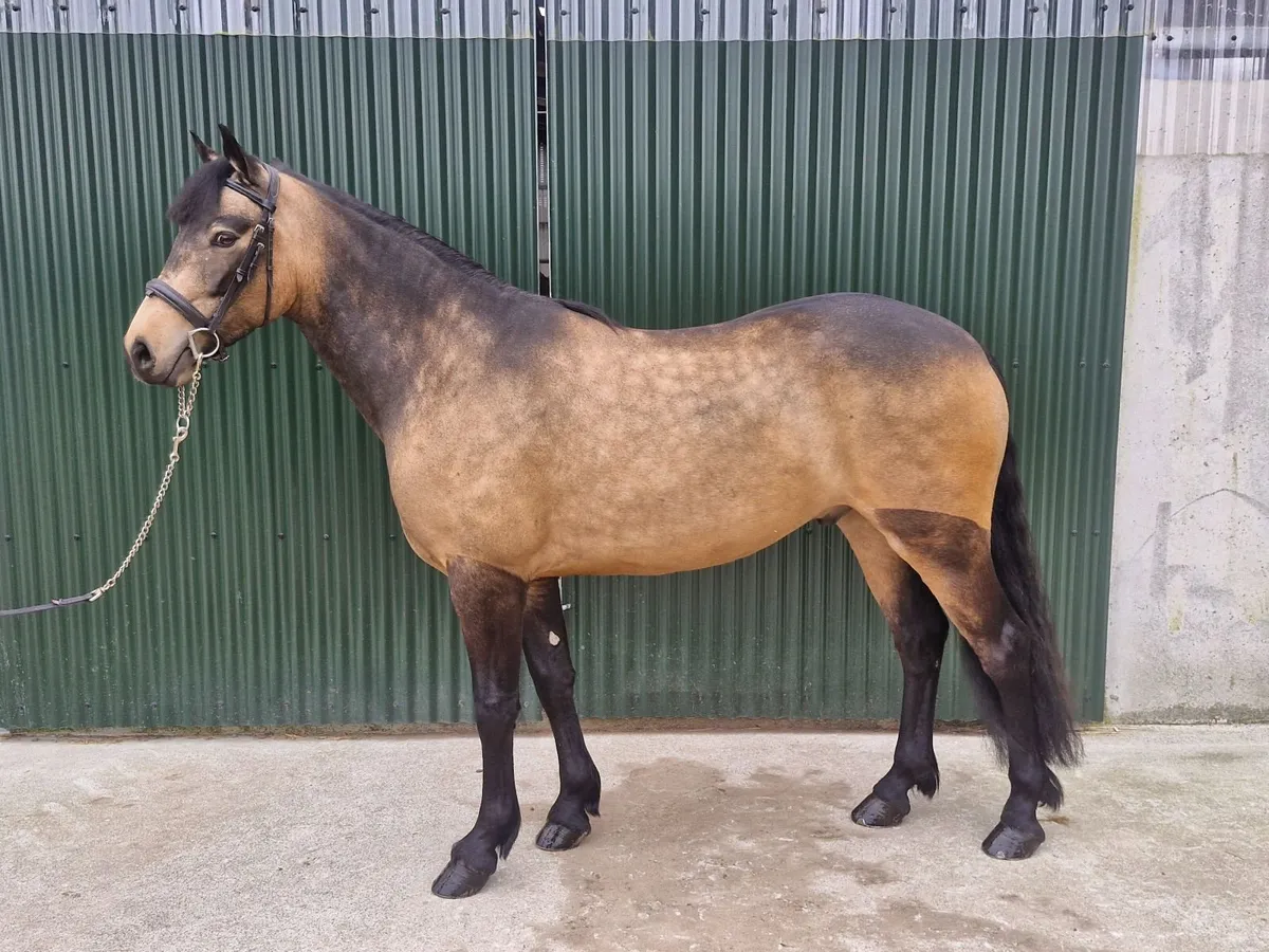 Connemara ponys - Image 3