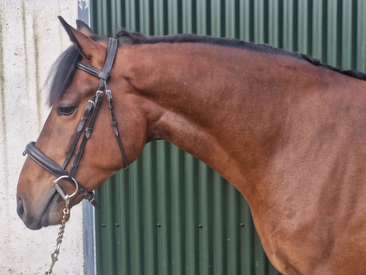 Connemara ponys - Image 4