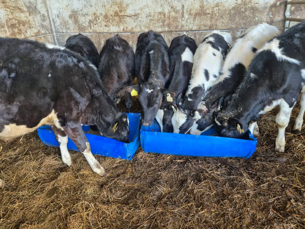 Grass calves - Image 1