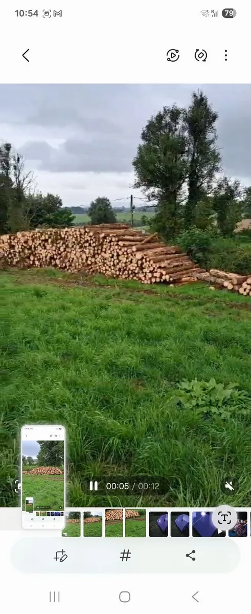 Timber Logs - Image 2