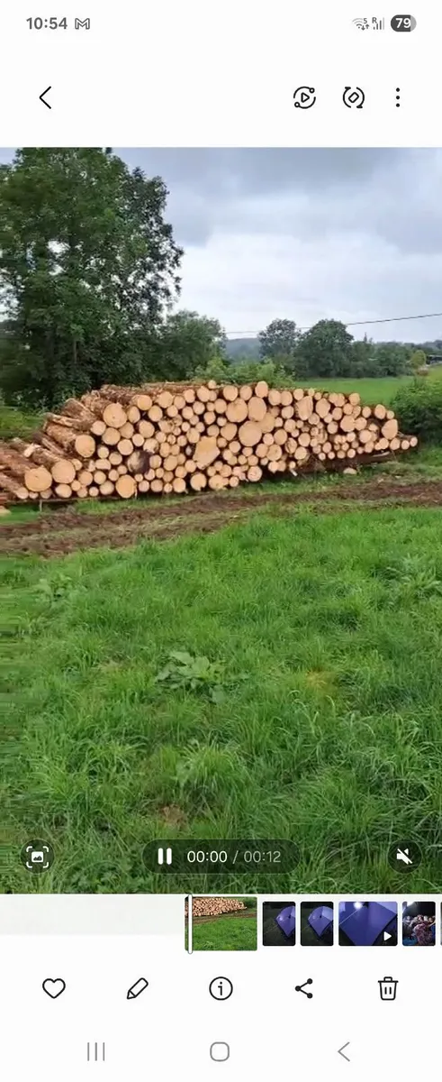 Timber Logs - Image 1
