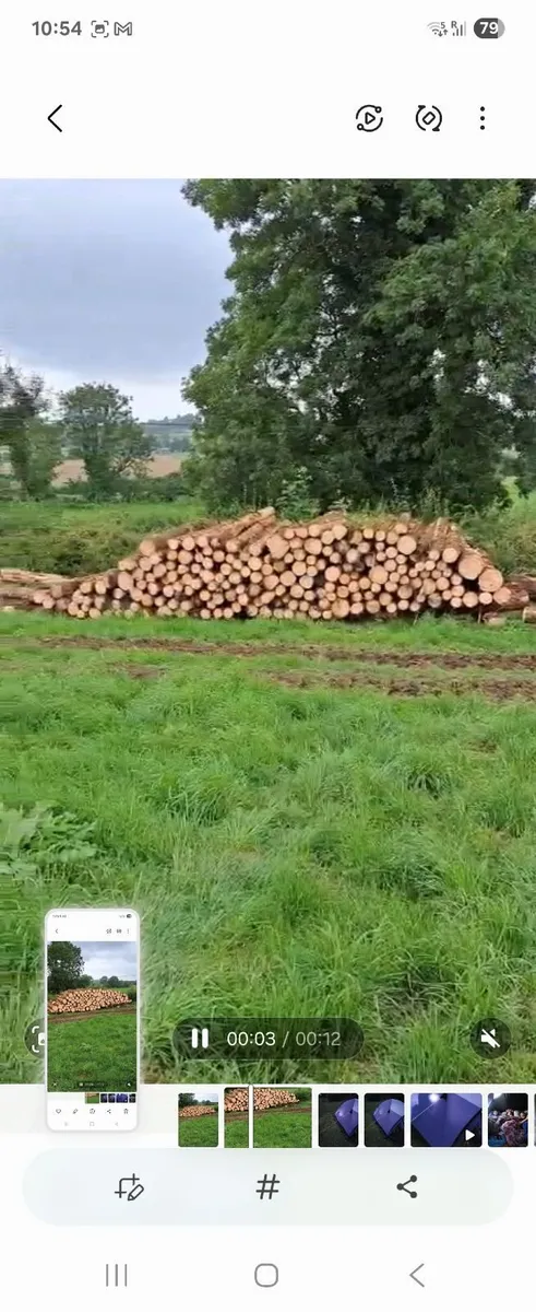 Timber Logs - Image 3