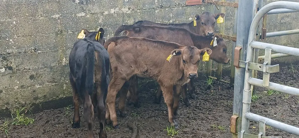 Organic Calves Athenry Mart Thurs 09/04