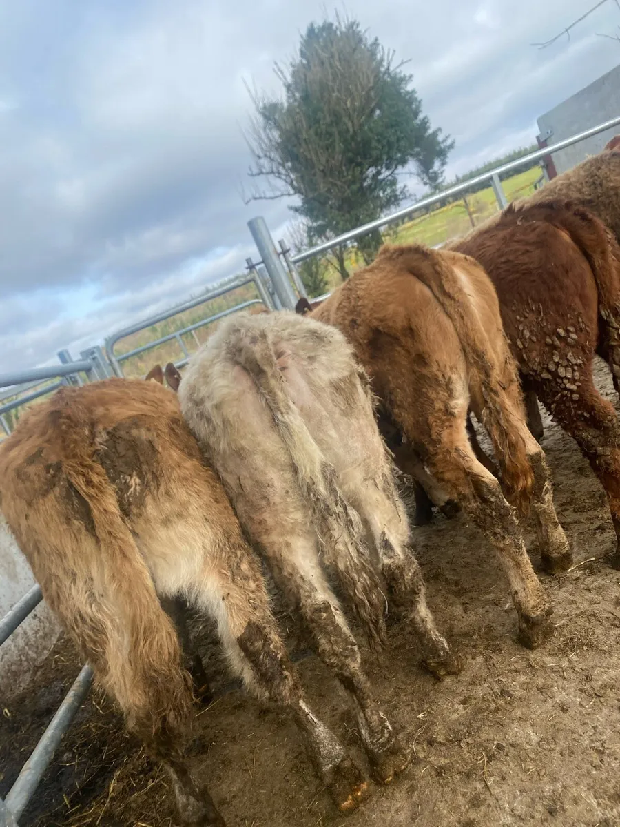 8 super suckler bred heifer weanlings - Image 2