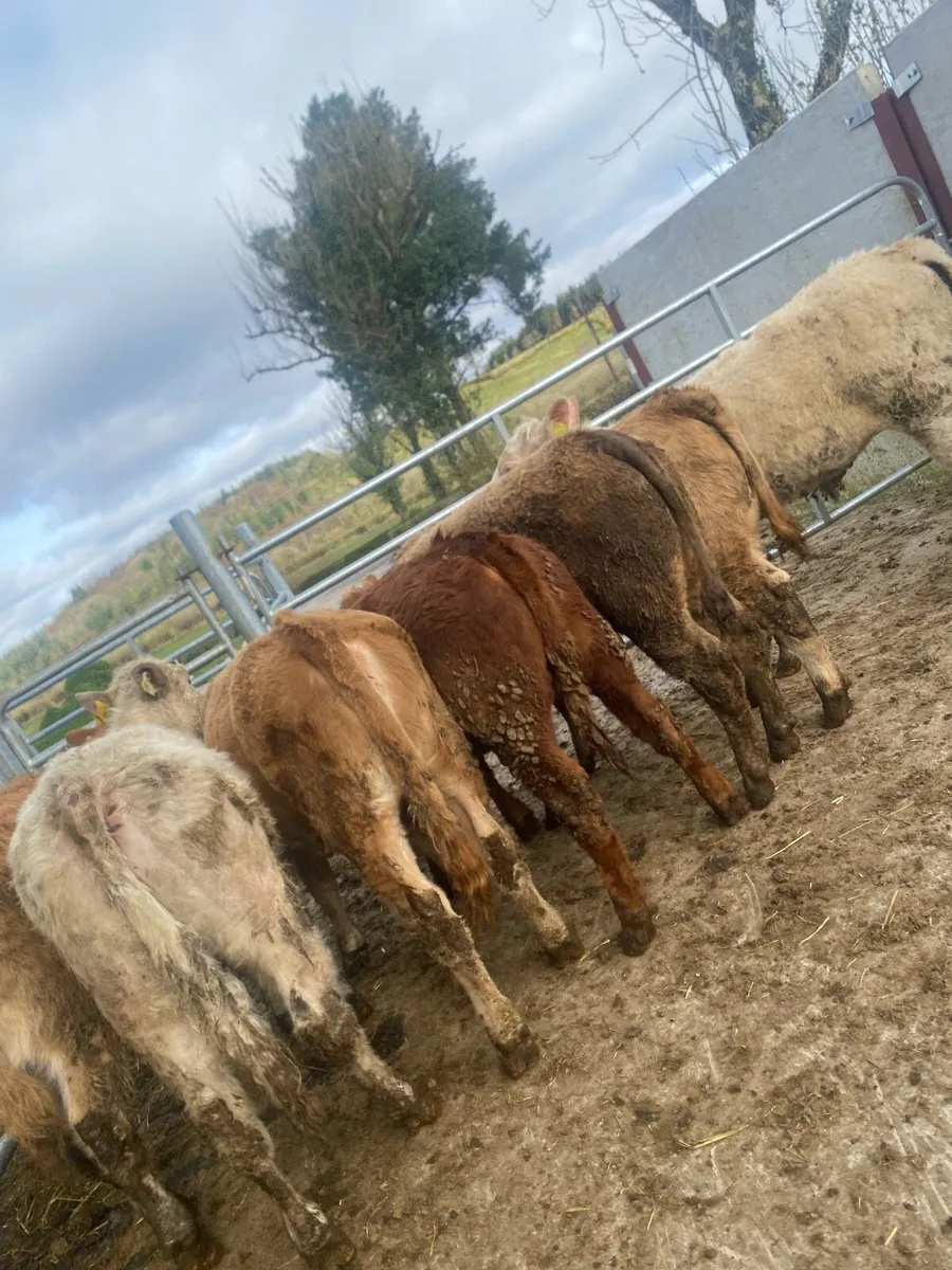 8 super suckler bred heifer weanlings - Image 1
