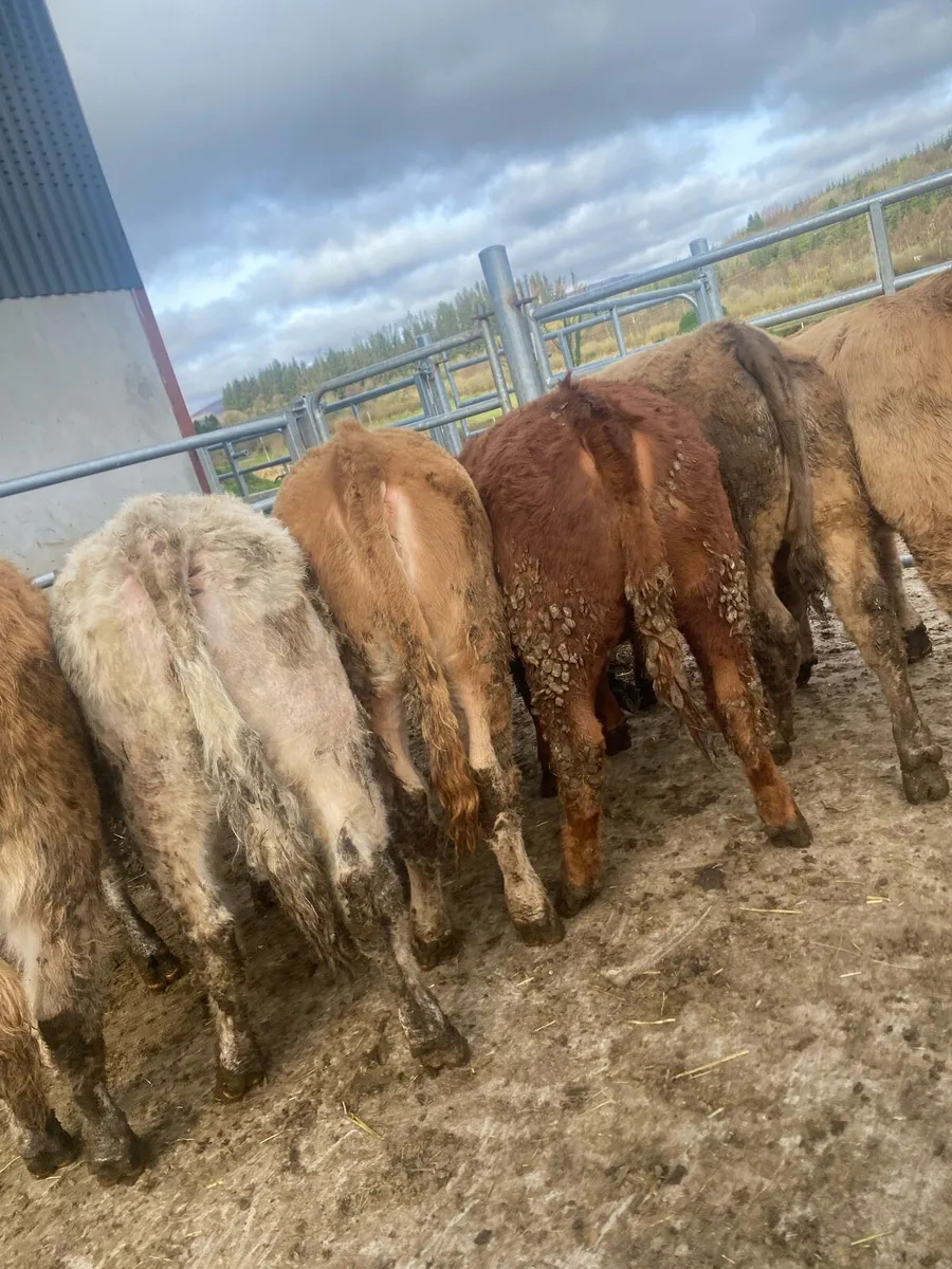 8 super suckler bred heifer weanlings - Image 4