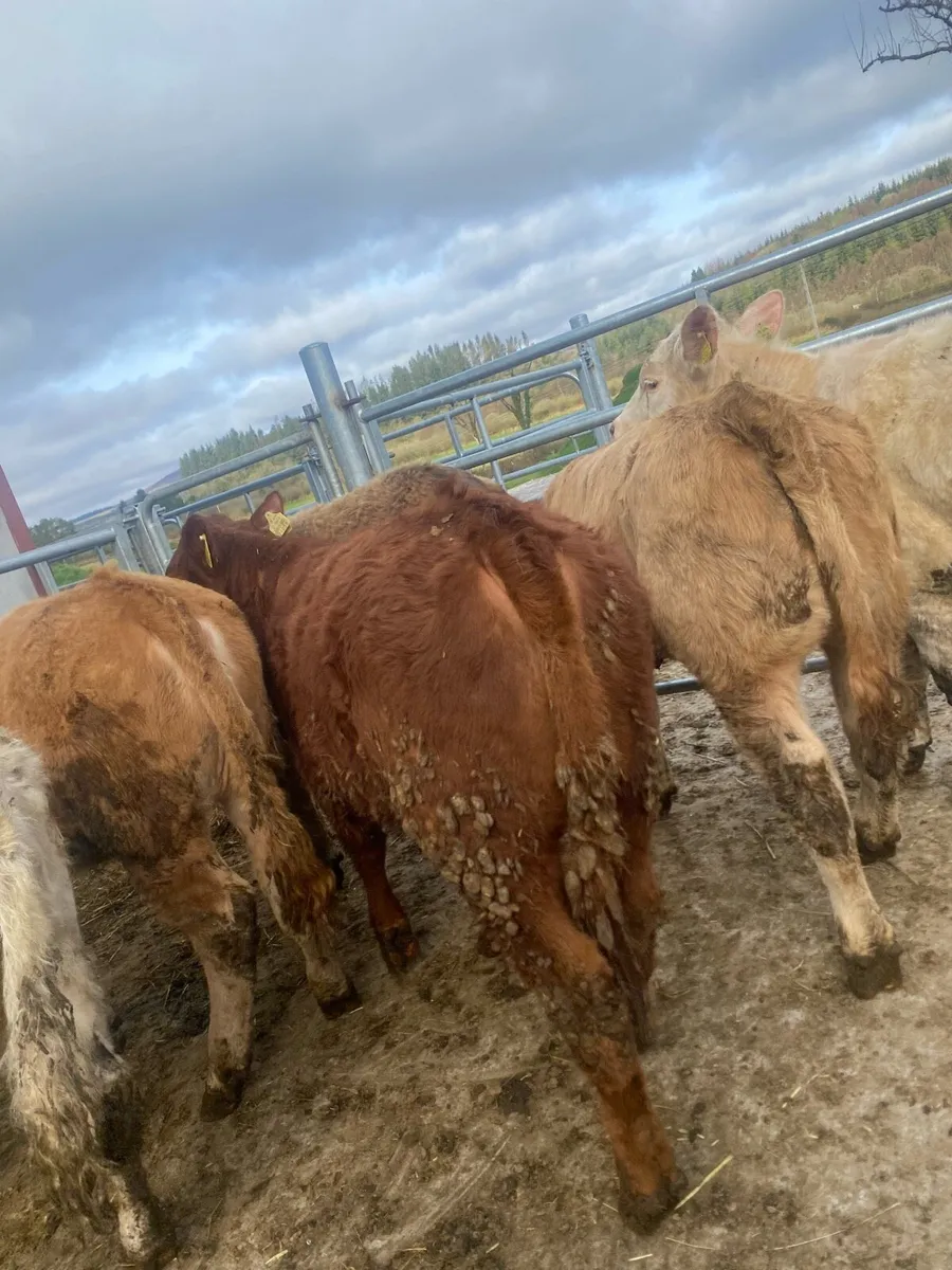 8 super suckler bred heifer weanlings - Image 3