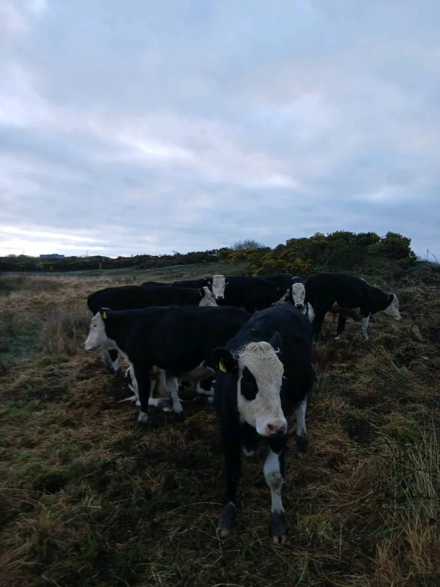 Kilrush mart today. . Lot 9 & 9a - Image 3