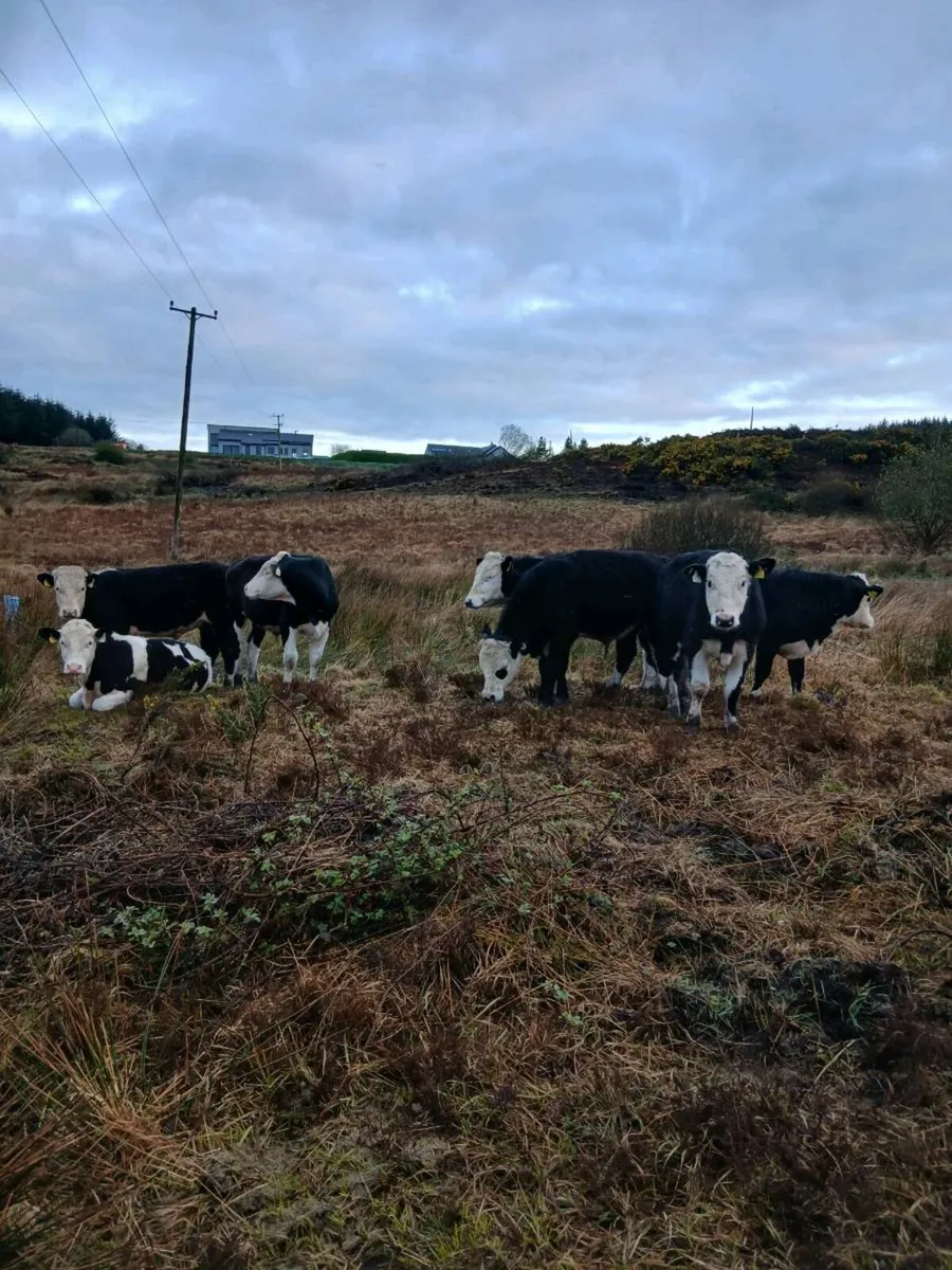 Kilrush mart today. . Lot 9 & 9a - Image 2