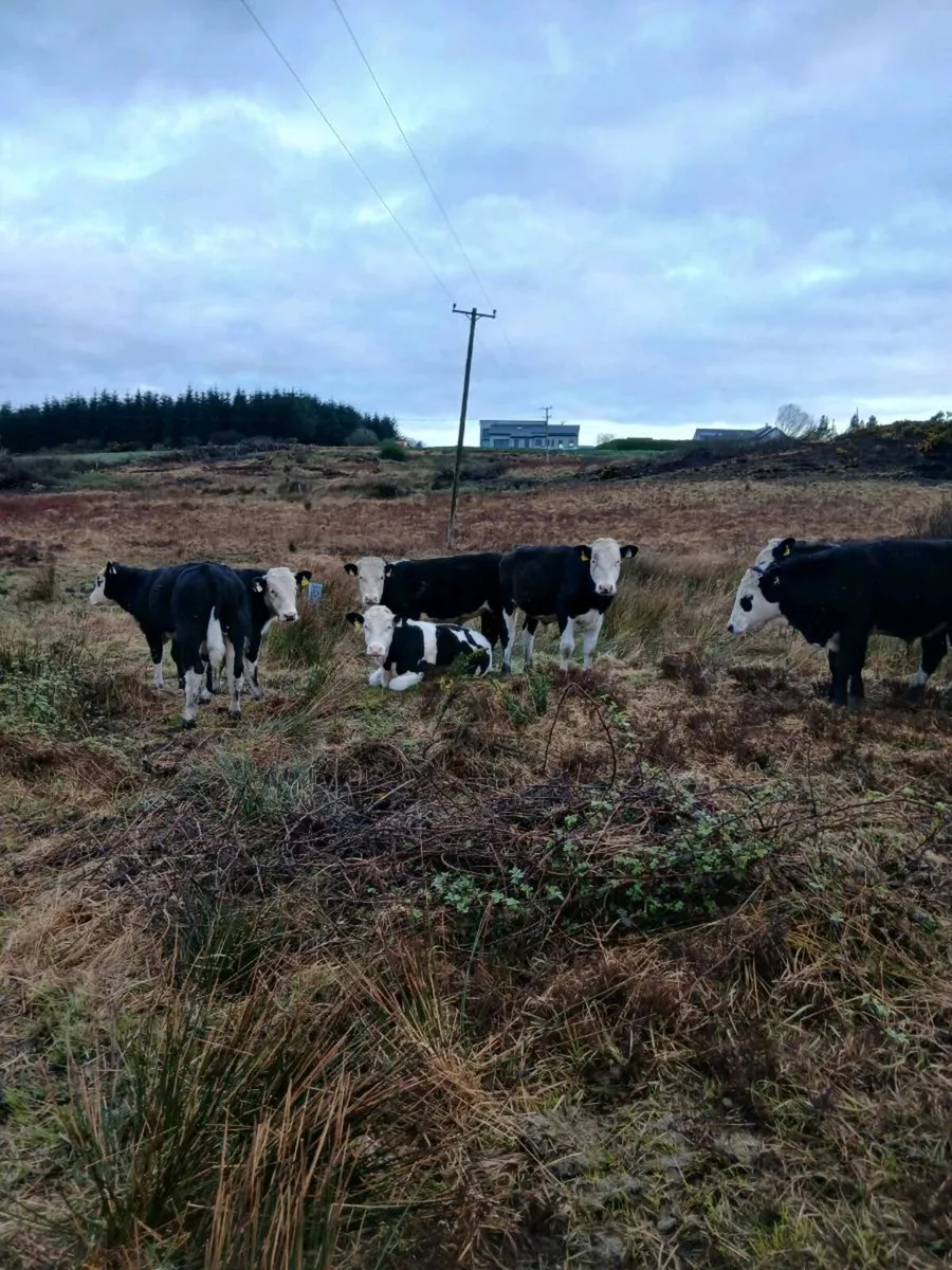 Kilrush mart today. . Lot 9 & 9a - Image 4