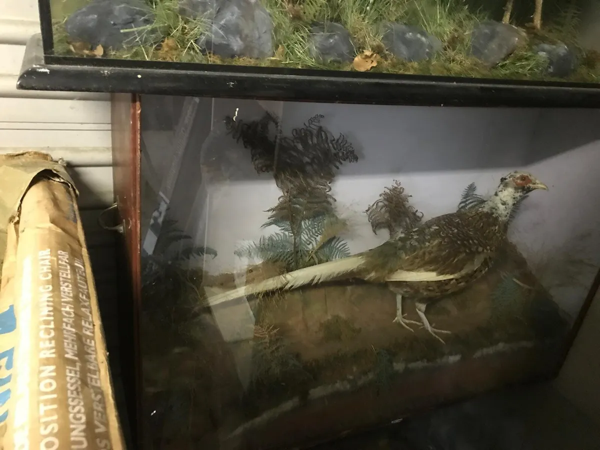 Pheasant in glass cabnit surround - Image 3