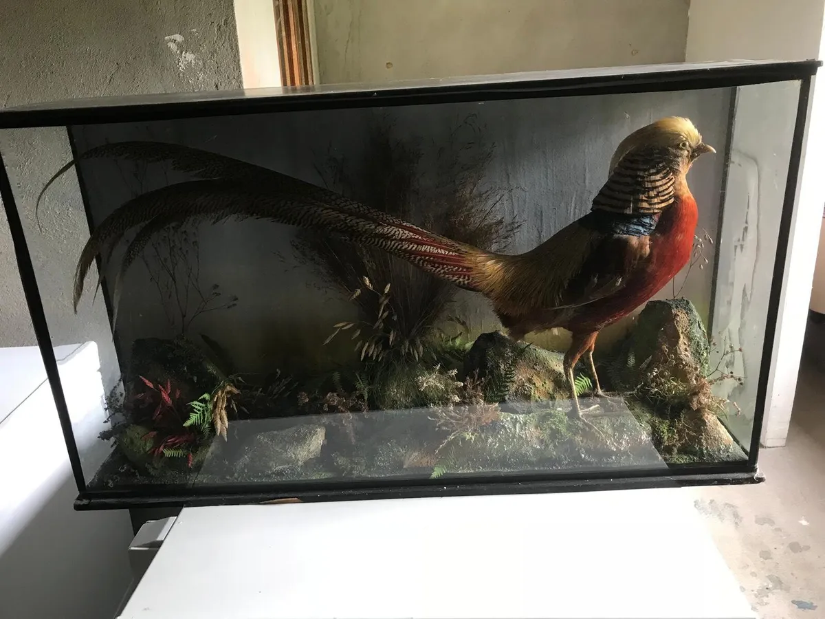 Pheasant in glass cabnit surround - Image 1