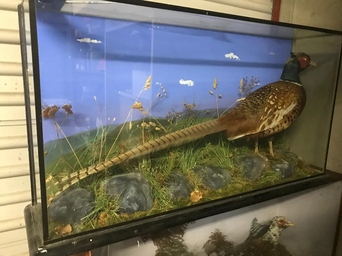 Pheasant in glass cabnit surround - Image 2