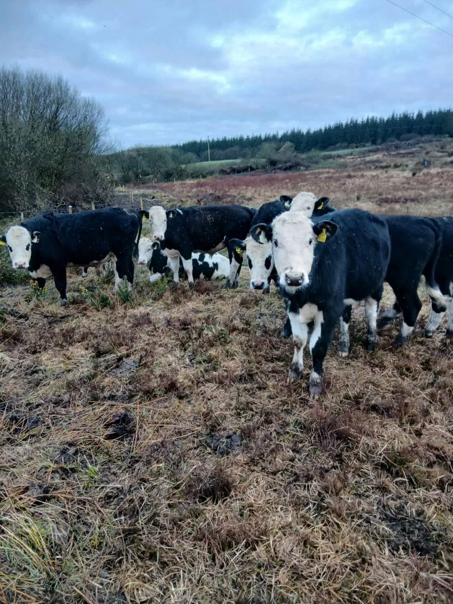 Kilrush mart today. . Lot 9 & 9a - Image 1